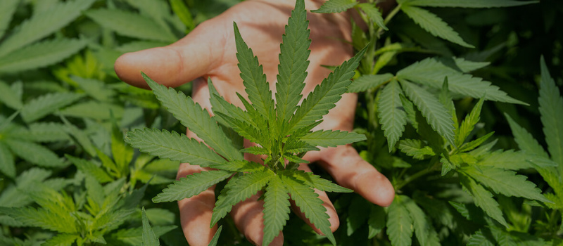 Cannabis médical : Vers un report de la législation ?