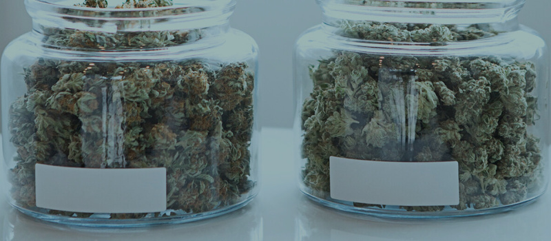 Cannabis médical : la mise en place « réalisable et opérationnelle » selon un rapport d’expérimentation
