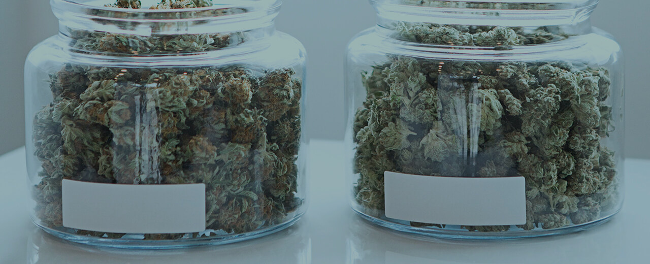 Cannabis médical : la mise en place « réalisable et opérationnelle » selon un rapport d’expérimentation