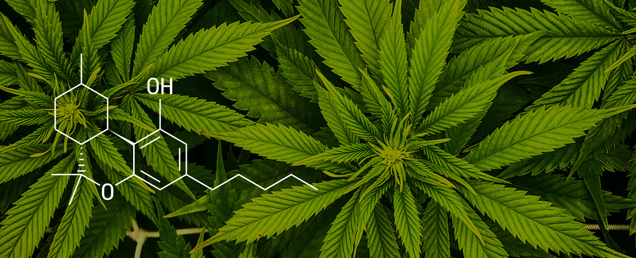 Cannabis : le HHC, une nouvelle molécule proche du THC ?