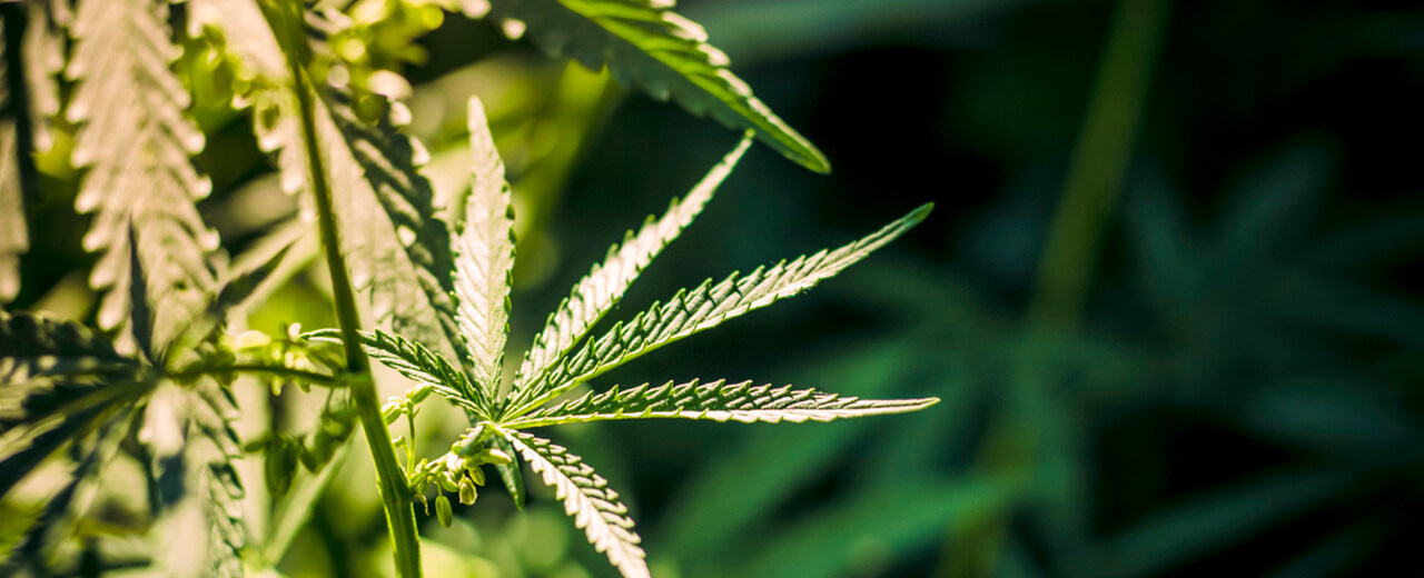 Cannabis : Le CESE préconise la légalisation en France
