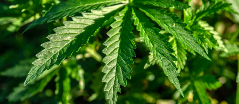 Cannabis : L’AFPC interpelle le gouvernement pour une augmentation du taux limite de THC dans la culture du chanvre