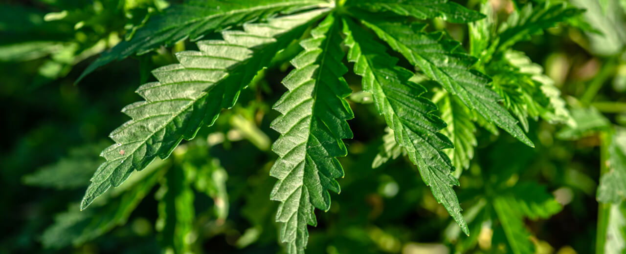 Cannabis : L’AFPC interpelle le gouvernement pour une augmentation du taux limite de THC dans la culture du chanvre