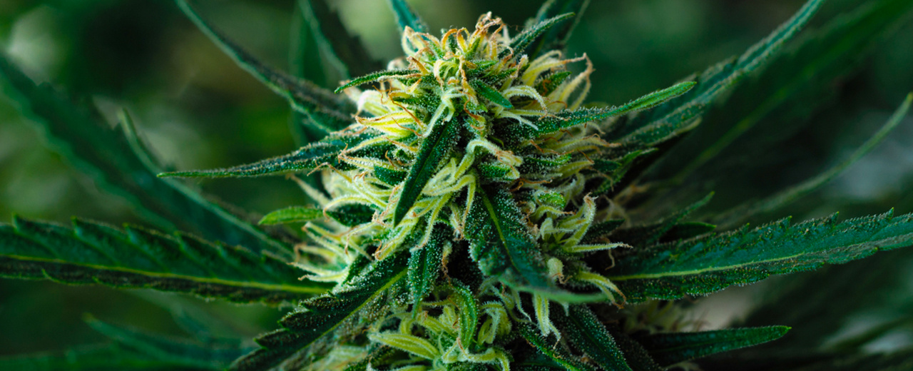 Cannabis : qu’est-ce que le H4CBD?