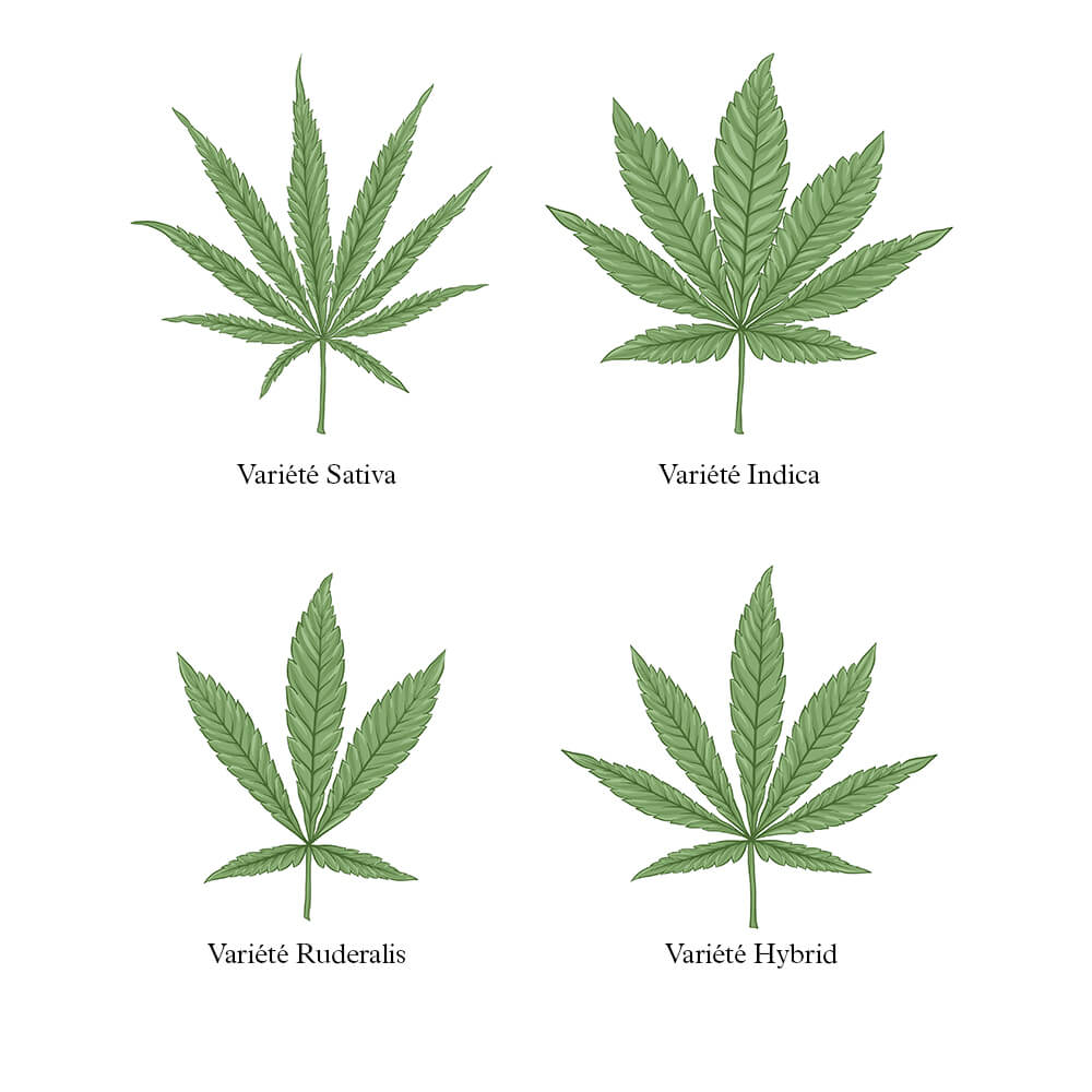 indica-sativa-cannabis-difference-2