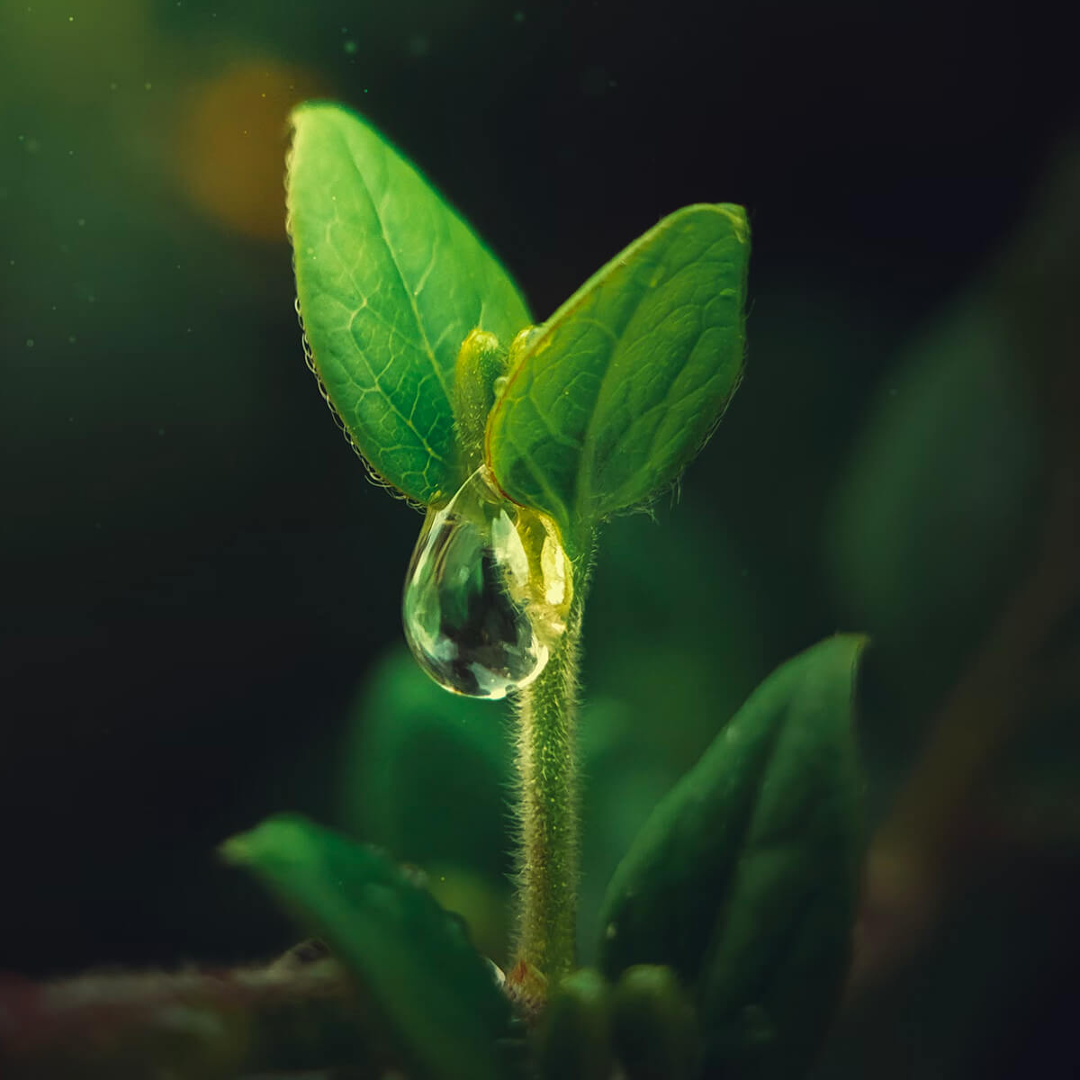 Une Culture Économe en Eau