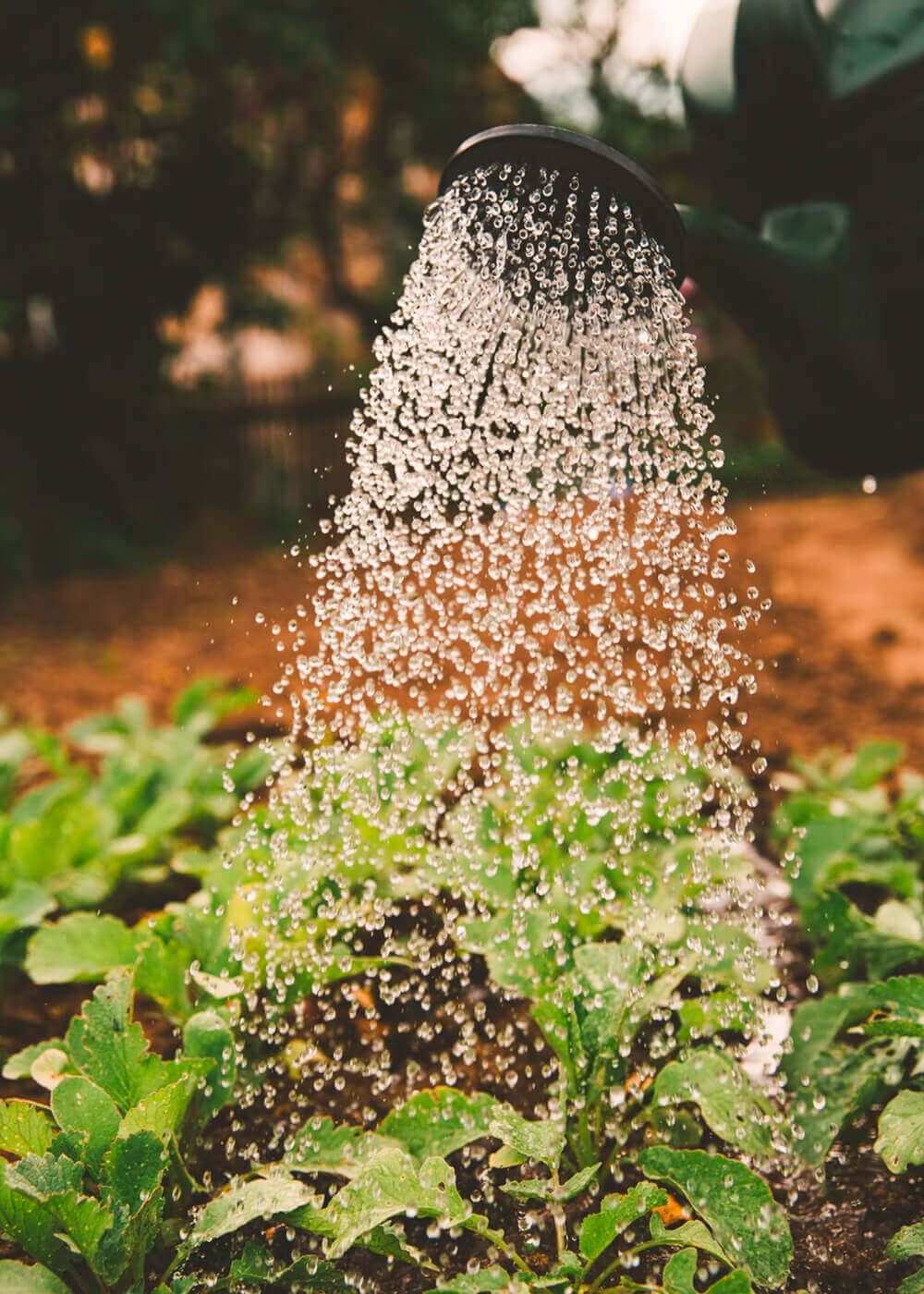 Arrosage des plants